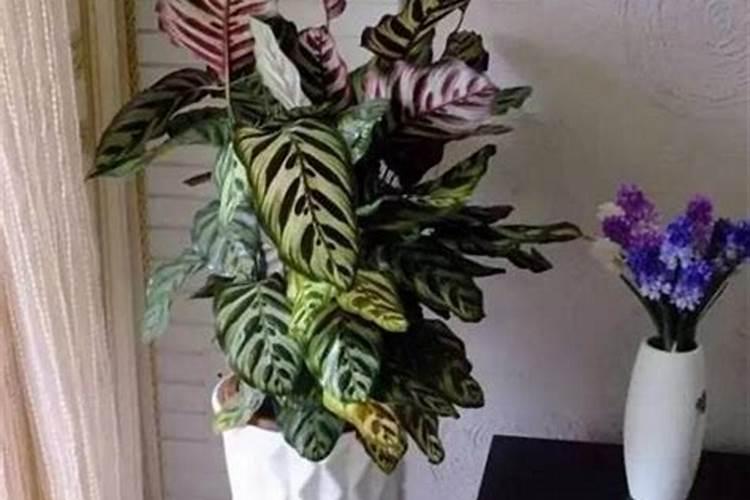 竹芋施什么肥最好