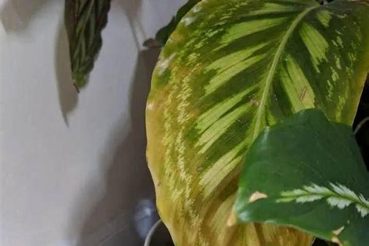 孔雀竹芋施什么肥最好