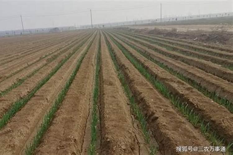 三角梅施肥施什么肥,施肥是直接埋土壤里面吗