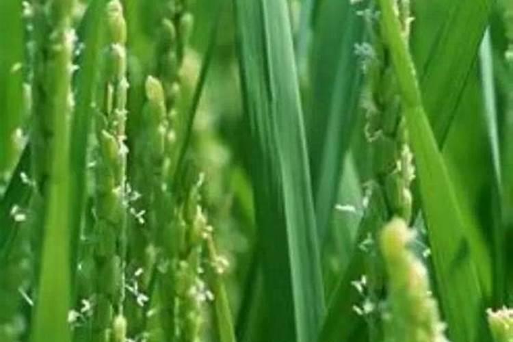 叶菜类蔬菜用什么肥料比较好