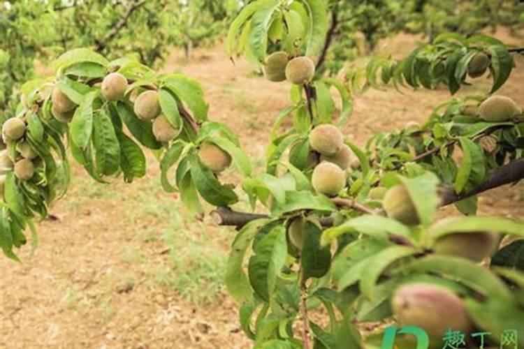 西瓜膨果期用什么肥料