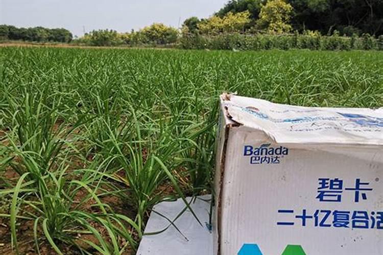 蓝莓可以在家里种吗 蓝莓云南家里种植可以吗