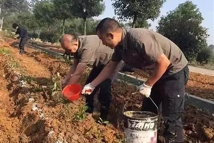 有机种植怎么施肥？