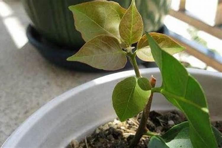 茄果类蔬菜栽培技术