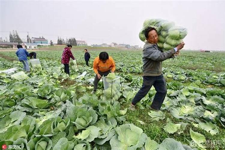 甘蓝病害图片及防治