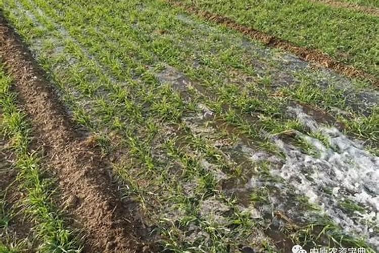 氰氨化钙使用方法
