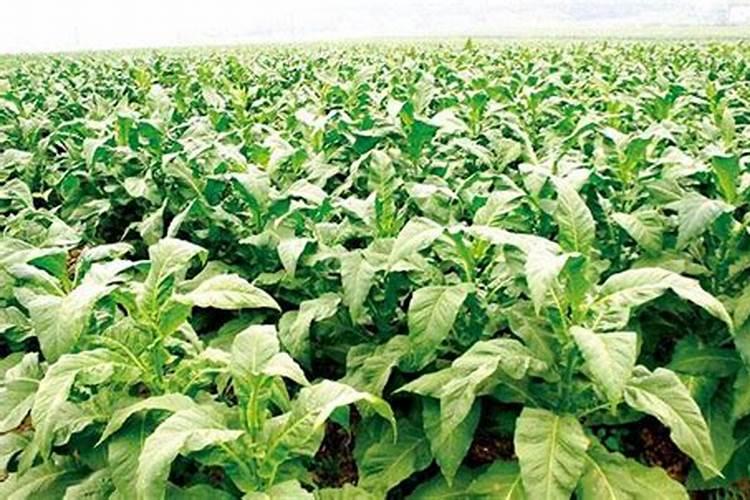 花生种植施肥技术 花生怎么施肥