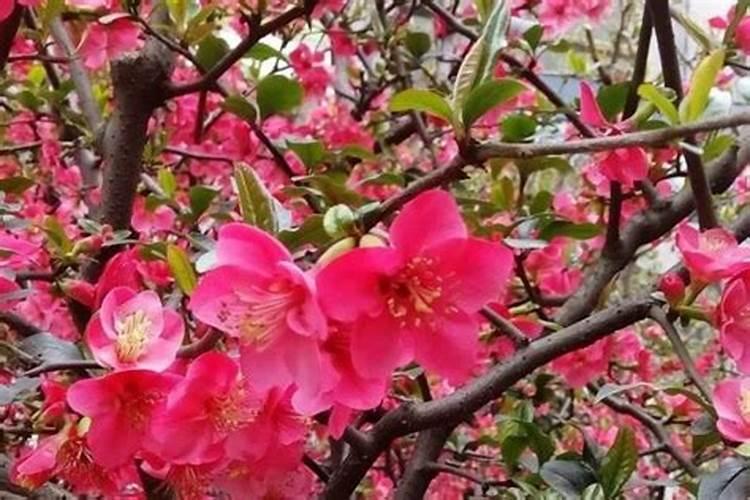 黄瓜结果期怎么施肥