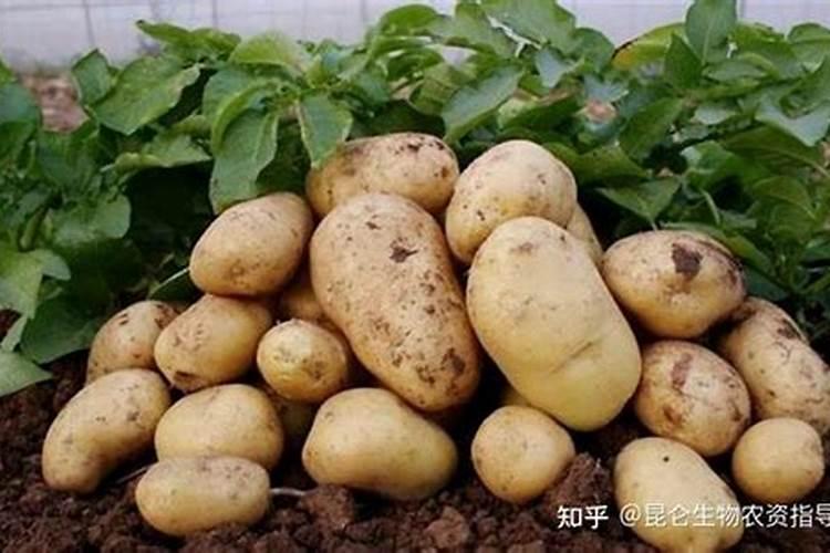 马铃薯第一次冲肥什么好？尿素还是复合肥