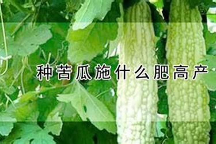 苦瓜主要施什么肥料好