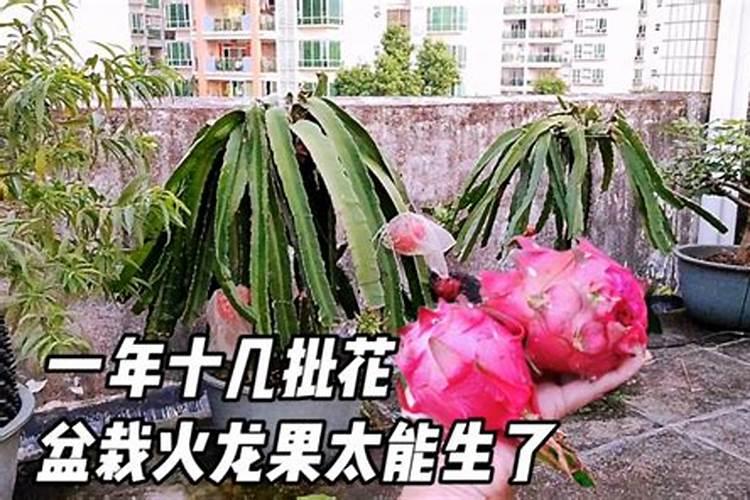 金桔树施肥时间和方法