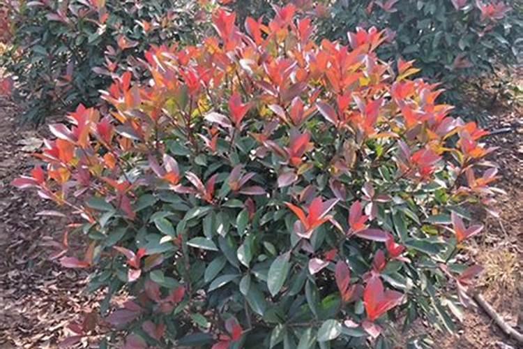 大棚里能不能种植山药