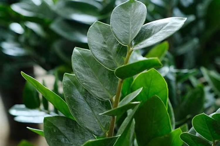 脐橙膨大果实能喷施叶面肥吗？