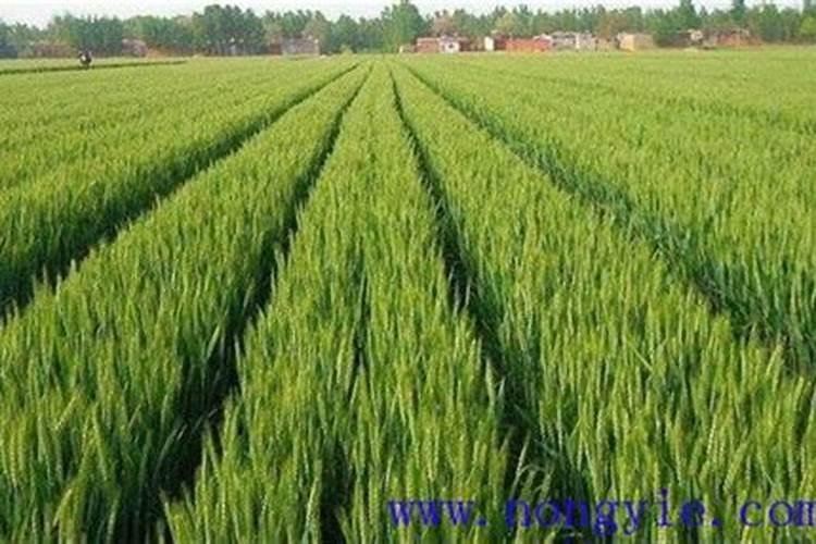 枣树施什么肥料最好