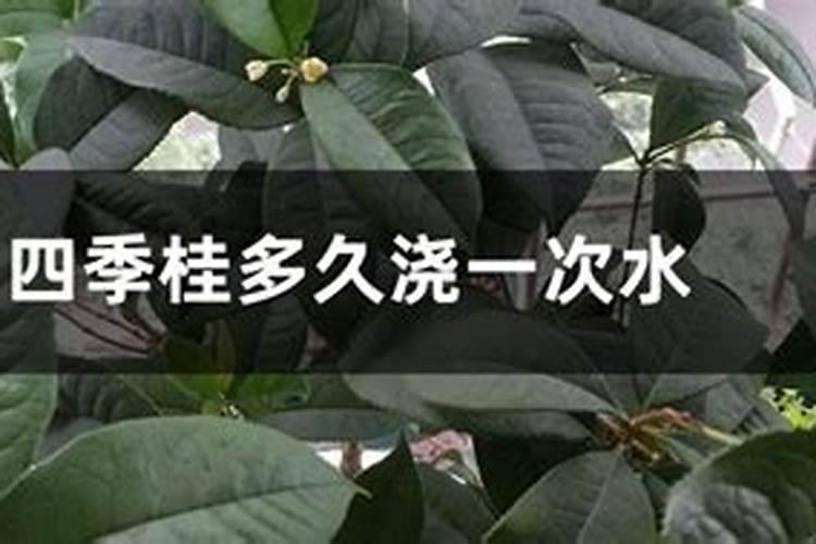 枣子和苹果谁最先成熟？