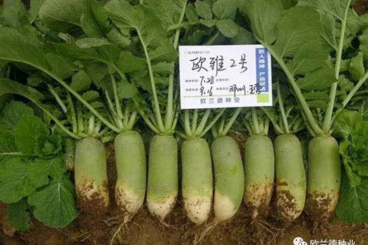 茶花可以用鱼做肥料吗(种茶花用什么肥料最好开花多)