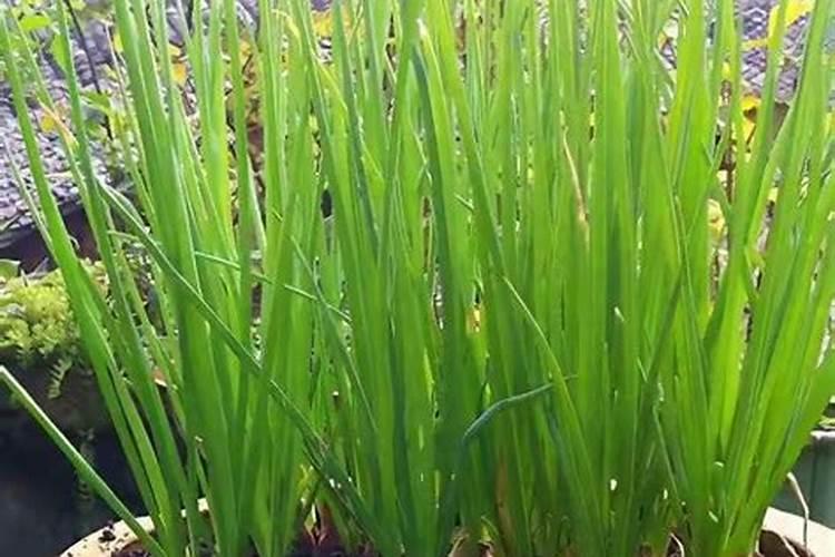 小香葱施什么肥料长得粗壮