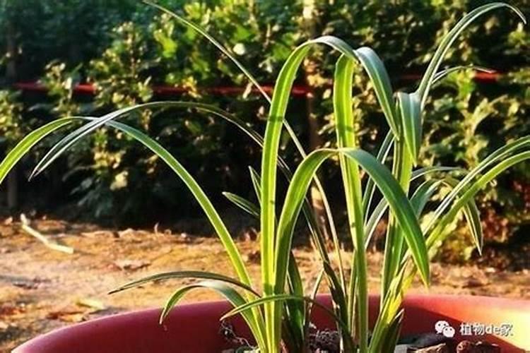 莴苣种植的需肥量怎么样呢？莴苣是如何施肥的呢？
