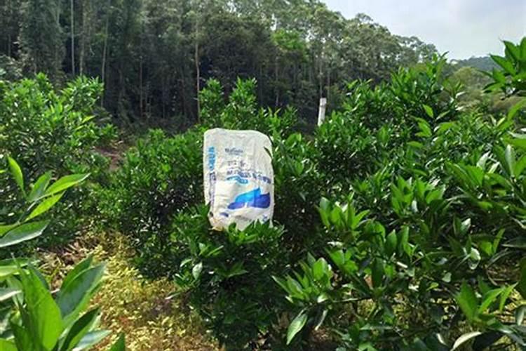 桂花树施肥用什么肥料