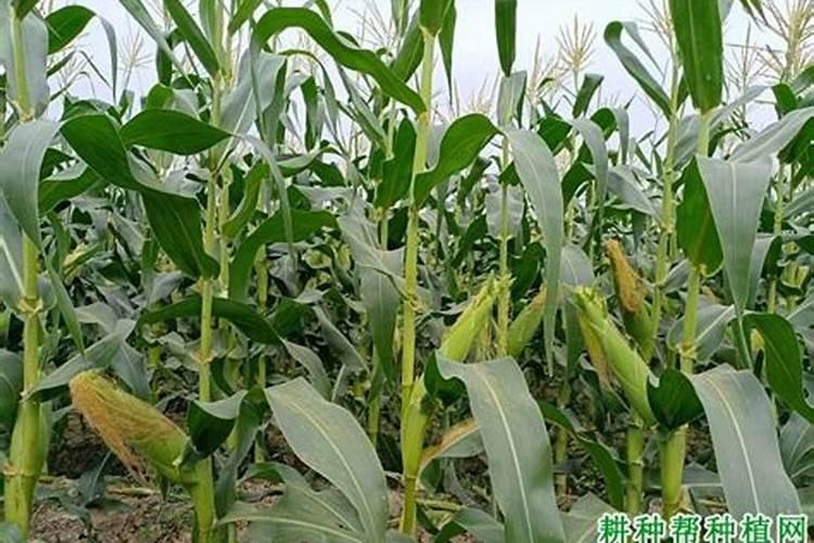 绿色有机肥料有哪些