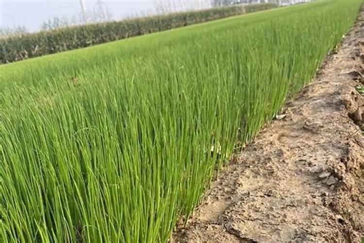 一亩大葱需要多少公斤磷肥