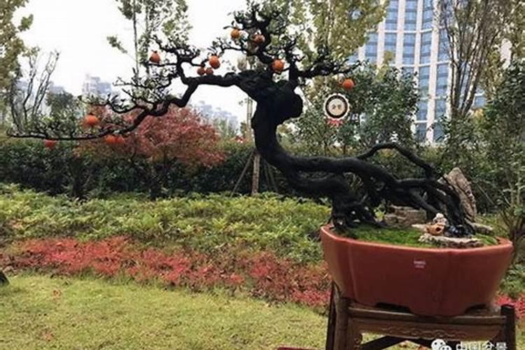 金弹子的栽培方法
