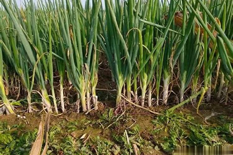 菜籽饼如何发酵成水溶肥料