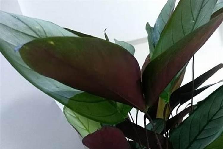 飞羽竹芋的养殖方法及注意事项