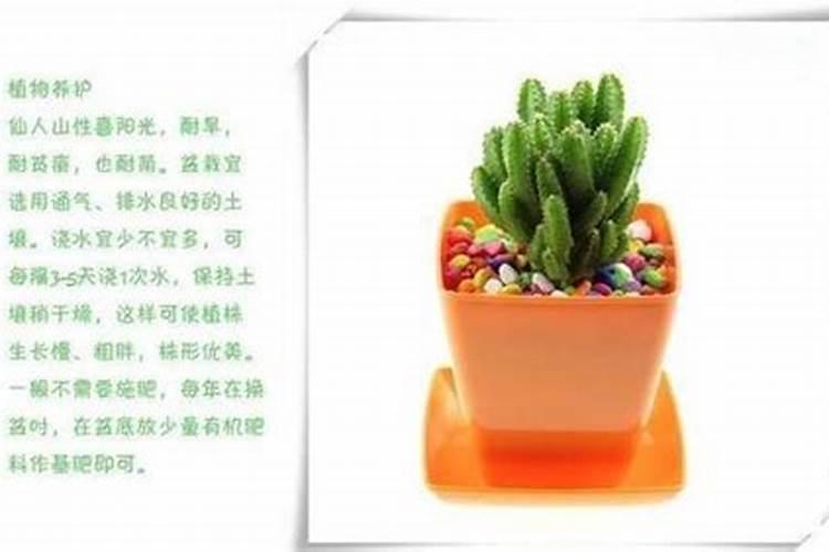 飞羽多久施肥