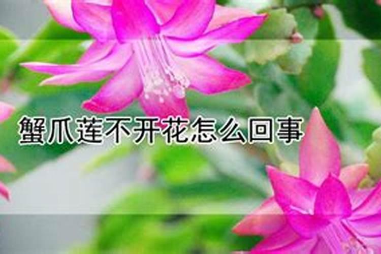 水溶肥含什么成分