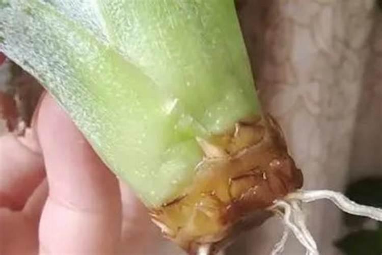 菠萝苗需要什么肥料生长？