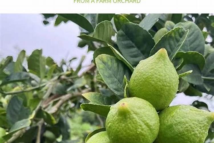 磷肥的泡沫问题危害大不大？有什么处理办法