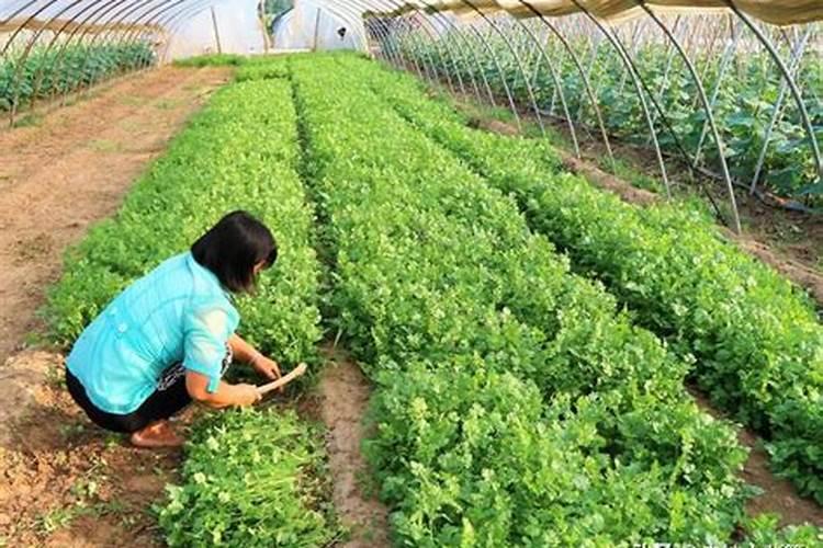 蔬菜底肥放什么肥好(底肥施用方法)