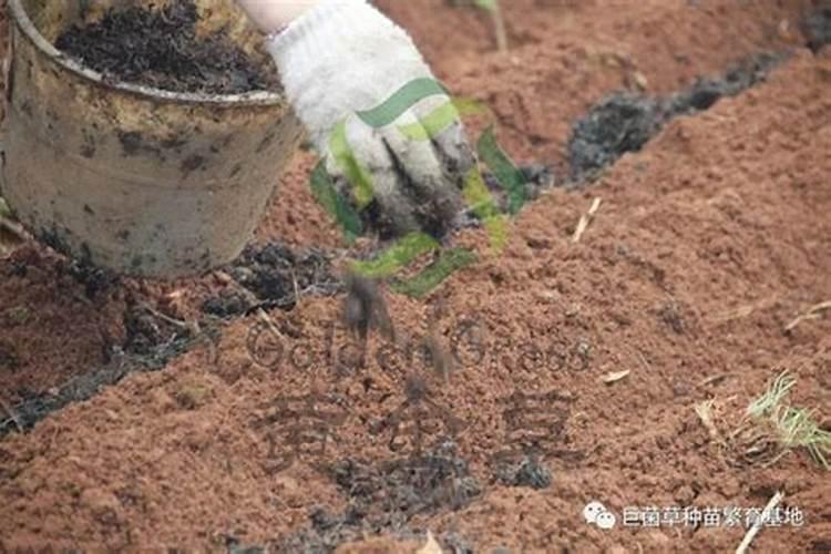 巨菌草冬天会死吗