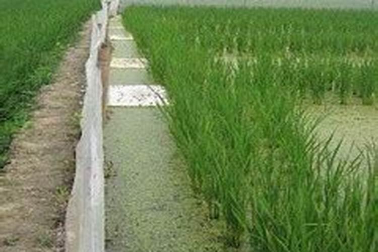 果树移植后应该施什么肥料