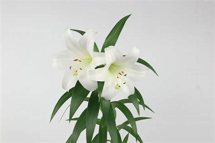 百合花施什么肥最好