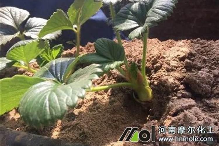 如何让草莓苗快速生根 草莓养殖方法总结