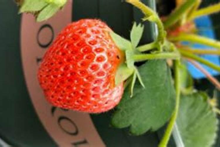 盆栽草莓施肥用什么肥料好