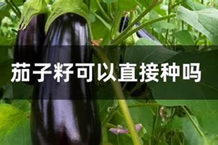 茄子开裂的原因及防治方法大全