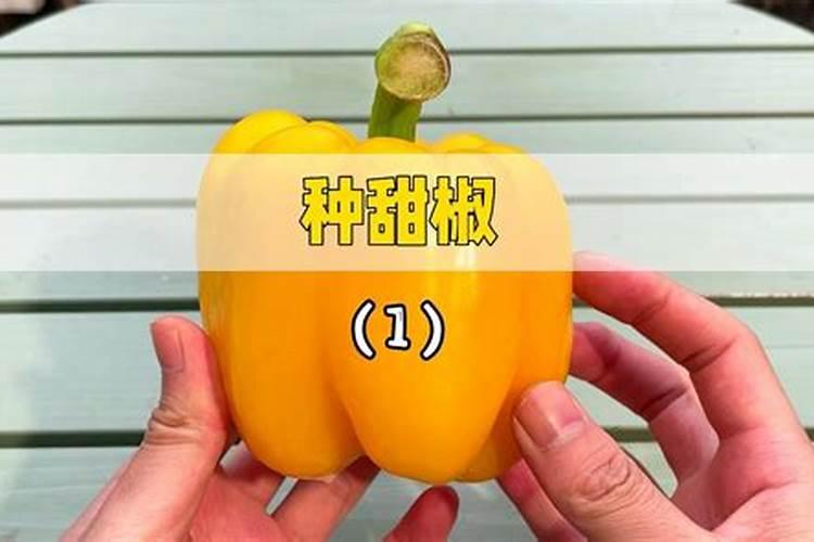 种甜椒用什么土比较好