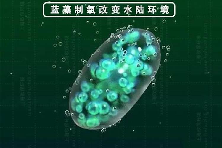鱼塘里面有蓝藻了怎么控制？