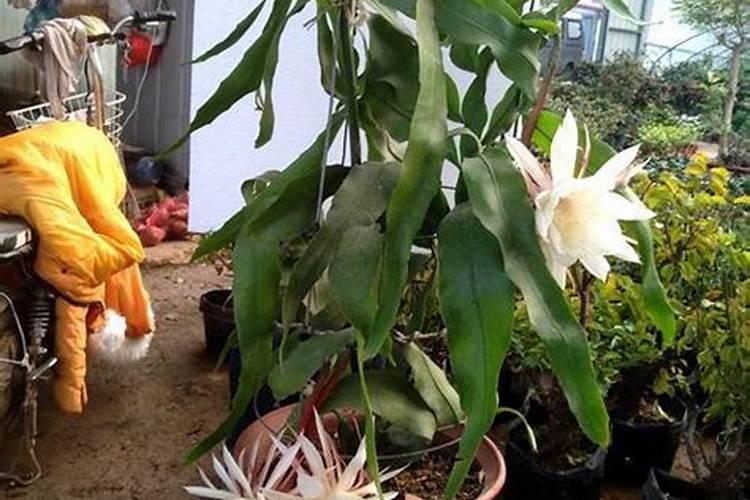 苹果使用芸苔素内酯有哪些技术和注意事项？