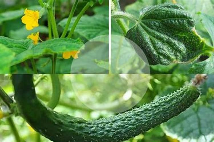 大棚种植黄瓜,要使用叶面肥吗？喷施叶面肥都要注意什么？