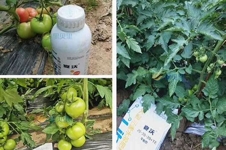 西红柿用什么叶面肥比较好
