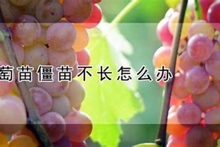 自家种的葡萄树施什么肥好