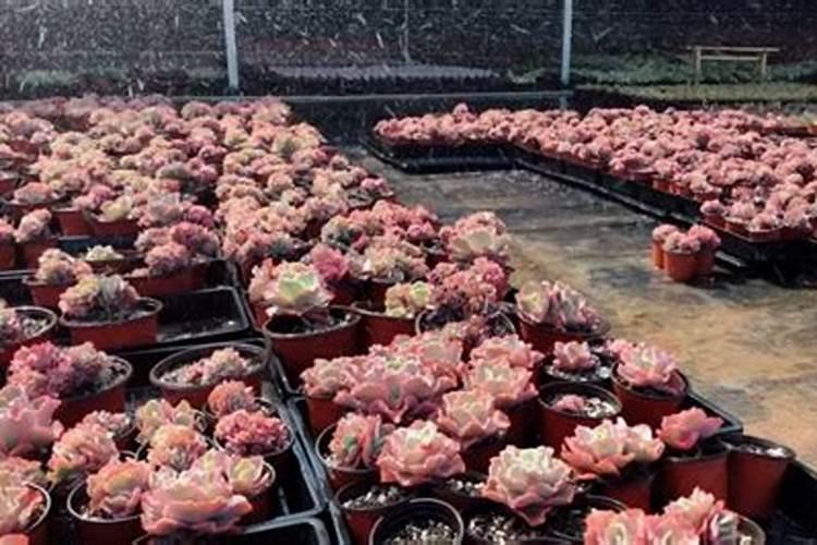 多肉植物如何养
