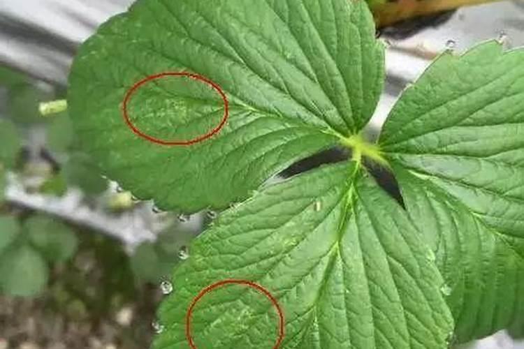 叶面肥能与红蜘蛛药一起打吗