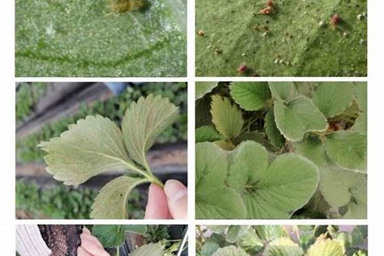 草莓有红蜘蛛打什么药啊