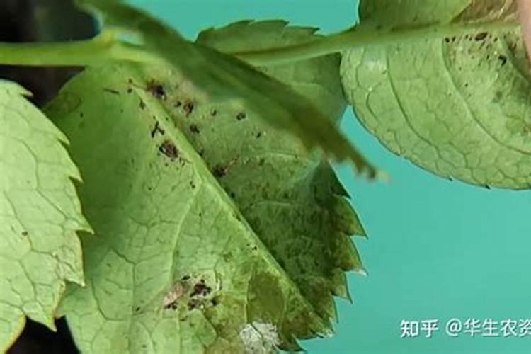 红蜘蛛危害后叶片后怎么恢复植物？