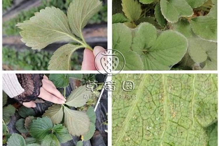 防治红红蜘蛛的同时,是否能喷叶面肥